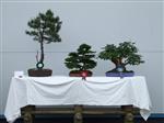 Hinoki cypress Bonsai Tree - GS2014 Bonsai Show