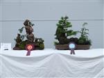 Various Bonsai Tree - GS2014 Bonsai Show