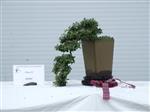 Cotoneaster Bonsai Tree - GS2014 Bonsai Show