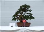 GS2014_Bonsai_Tree_Winners_Class22.jpg