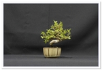 Chinese Elm (Ulmus Parviflora) Bonsai