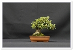 Cotoneaster Microphyllus Bonsai