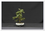 Cotoneaster 6 Bonsai