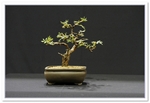 Potentilla Bonsai