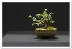 Rowan Bonsai