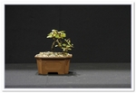 Net Leaf Willow Bonsai