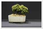 Japanese Cryptomeria Bonsai