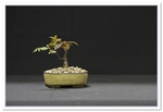 Sorbus Reducta Bonsai