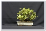 Cork Bark Chinese Elm Bonsai