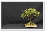Picea Marina Bonsai