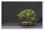 Cotoneaster 7 Bonsai