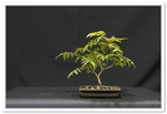 Rowan 8 Bonsai