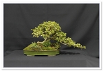 Golden Box (Buxus Sempervirens) Bonsai Tree - GS2015 Bonsai Show