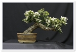 Hawthorn Bonsai