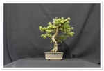 Larch Bonsai