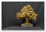 Maple Bonsai