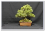 2015 Bonsai Show Trees Gardening Scotland