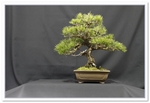 Black Pine Bonsai Tree - GS2015 Bonsai Show