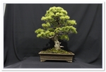 2015 Bonsai Show Trees Gardening Scotland