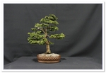 Cypress Bonsai
