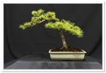 European Larch Bonsai