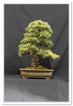 White Pine (Pinus Parviflora) Bonsai Tree - GS2015 Bonsai Show