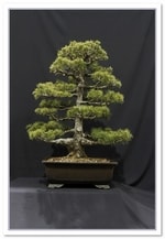 White Pine Bonsai Tree - GS2015 Bonsai Show