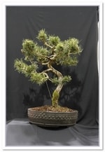 Scots Pine Bonsai