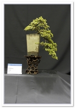 Cotoneaster Bonsai Tree - GS2015 Bonsai Show