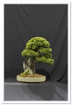 2015 Bonsai Show Trees Gardening Scotland