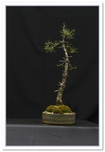 Scots Pine Bonsai