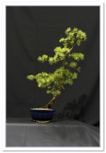 Larch 20 Bonsai