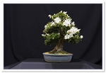 Satsuki Azalea Bonsai Tree - GS2015 Bonsai Show