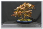 Acer Palmatum 