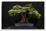 Acer Campestre (Field Maple) Bonsai