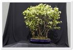 Birch Group Bonsai