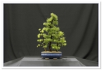 Larch Bonsai