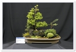 Larch And Various Bonsai Tree - GS2015 Bonsai Show