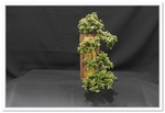 Cotoneaster Bonsai Tree - GS2015 Bonsai Show