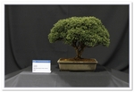 Juniper Bonsai Tree - GS2015 Bonsai Show