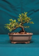 Cotoneaster Bonsai