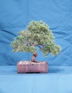 Chinese Juniper Bonsai Tree - GS2016 Bonsai Show