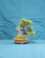 Chinese Juniper Bonsai Tree - GS2016 Bonsai Show
