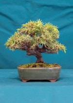 Needle Juniper Bonsai