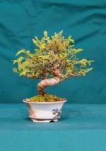 Chinese Elm Bonsai