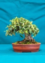 Cotoneaster Bonsai