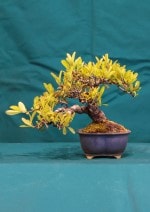 Firethorn Bonsai