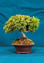 Kingsville Box Bonsai