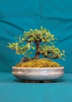 Rock Cotoneaster Bonsai