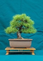 White Pine Bonsai Tree - GS2016 Bonsai Show